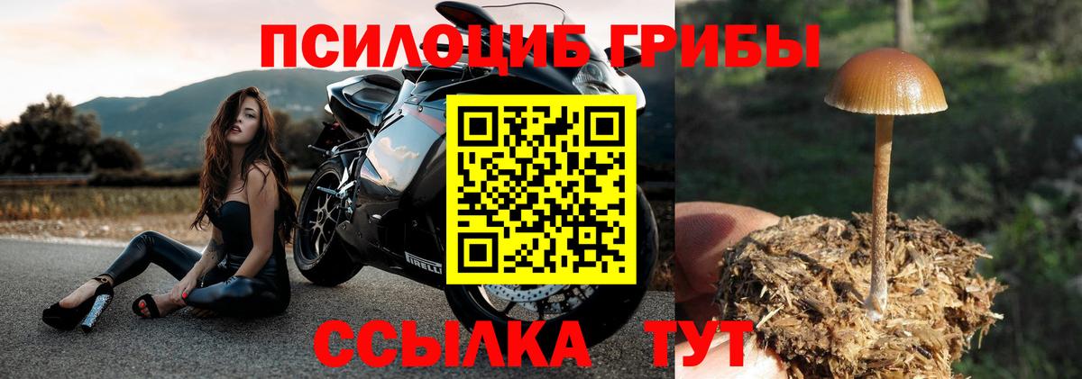 Псилоцибиновые грибы Psilocybe Сызрань